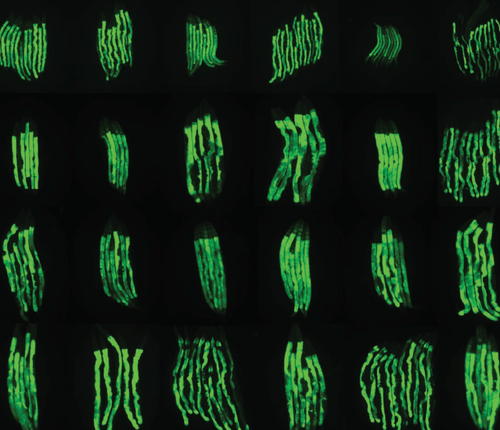 Aging: It’s more complicated than we thought