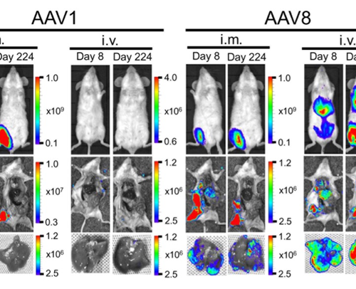 A novel malaria vaccine vector – target to the liver