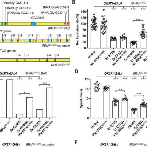 Transfer RNA may be a new drug for peripheral neuropathy