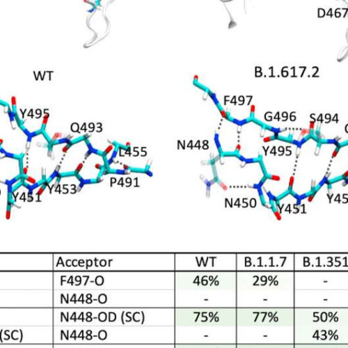 Highly contagious coronavirus variant’s mutation weakens antibody effectiveness