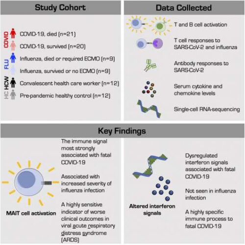 MAIT cell activation may play a role in fatal outcomes among severe COVID-19 cases