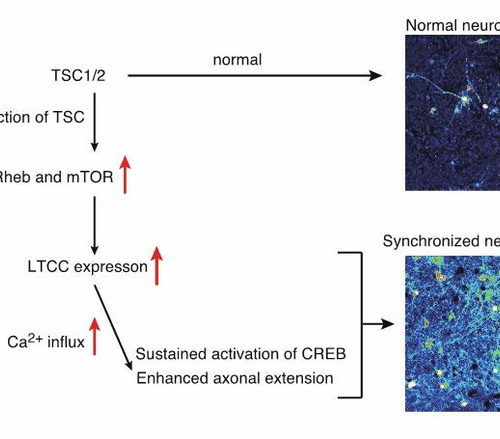 Enhanced Ca2+ influx by mTORC1 increases neuronal network activity in TSC neurons