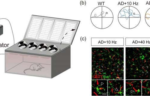 Photobiomodulation for Alzheimer’s disease with modulated 1070-nm light