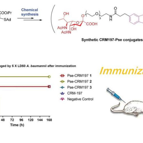 Breakthrough in vaccination development against resistant A. baumannii infection