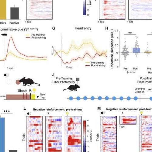 True behavior of the ‘pleasure molecule’ will reshape treatment of psychiatric diseases and addiction