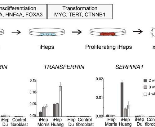 Researchers identify factors that turn normal cells into liver cancer cells