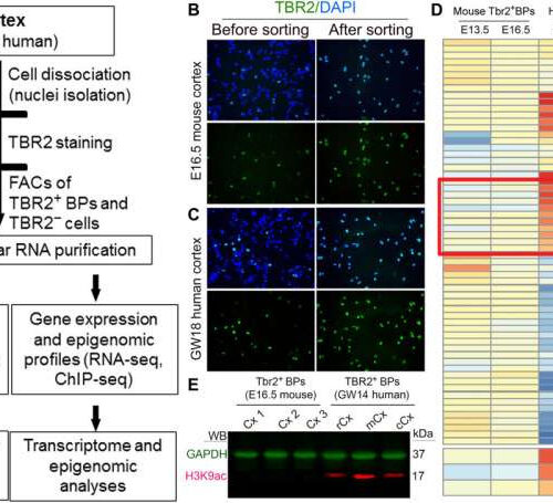 New mass spectrometry-based technique provides insights into the evolution of the brain