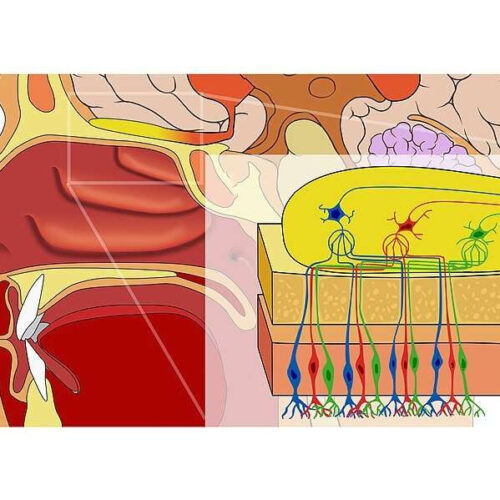 Artificial networks learn to smell like the brain