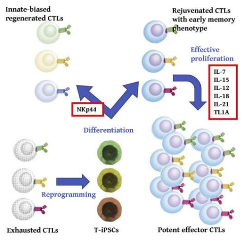 Building stronger anti-cancer therapies with stem cells