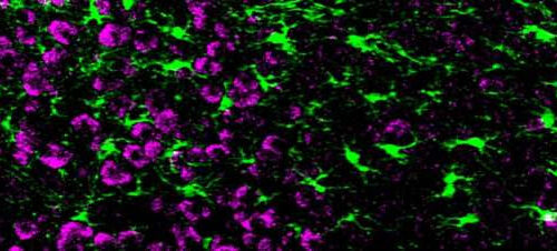 Call-and-response circuit tells neurons when to grow synapses