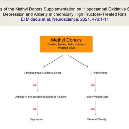 Effects of methyl donors on hippocampal oxidative stress, depression and anxiety