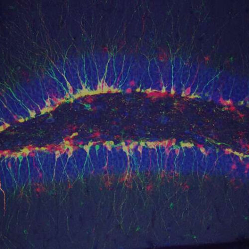 Excitatory neural receptors aid development of adult-born neurons