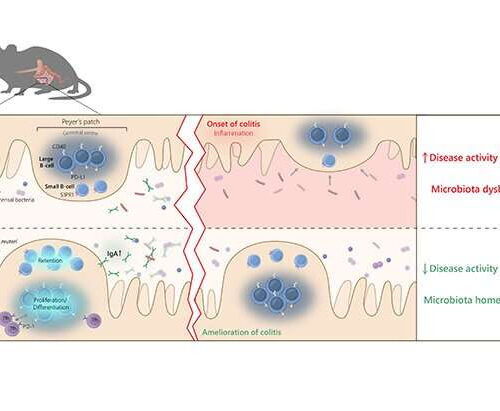 How probiotic bacteria benefit the intestine