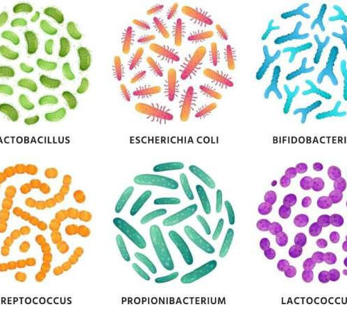 How the microbiome affects human health