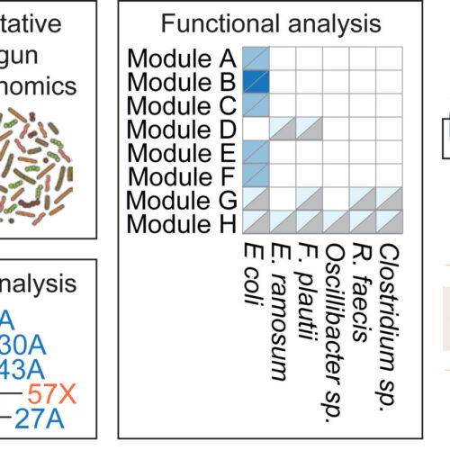 Immunodeficiency affects intestinal microbiome