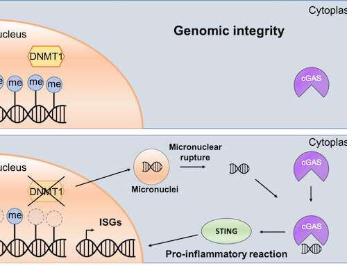 Important factor identified in the epigenetic control of the innate immune system