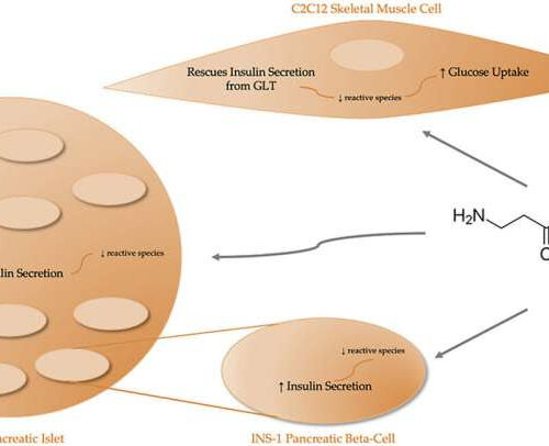 Molecule could prevent damaging cell changes caused by type 2 diabetes and obesity