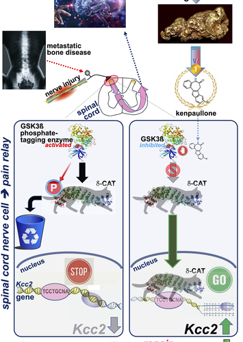 New life for a cancer drug that reprograms pain pathways to treat chronic pain