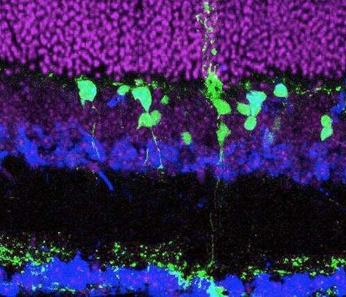 Nudging cells to repair damaged retinas