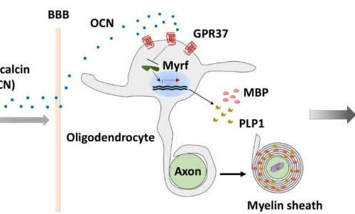 Researchers reveal mechanism of oligodendrocyte myelination by osteocalcin hormone