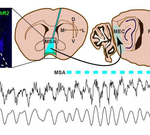 Study shows that precisely timed theta oscillations are required for mice to encode new memories