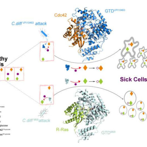 Study suggests new molecular target for therapeutic interventions aimed at C. difficile infection