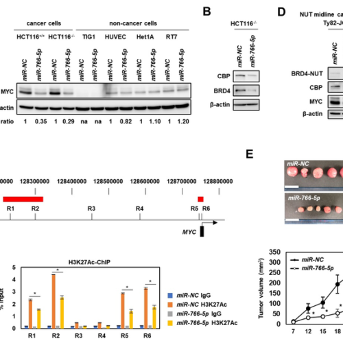 Super-enhancers: The villain fueling certain cancers