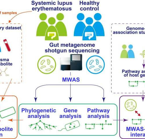 Systemic lupus erythematosus linked to altered gut microbiome immunology