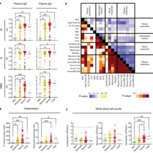 Two vaccine doses boost antibody levels in the airways after COVID-19