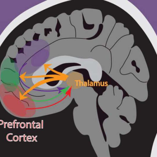 How the brain deals with uncertainty