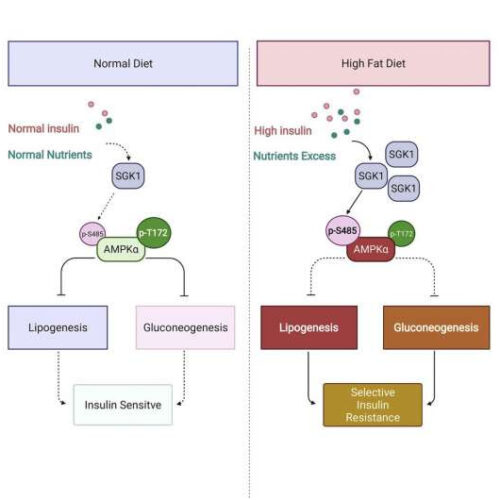 Enzyme driving insulin resistance in liver and may represent promising therapeutic target