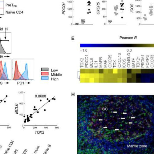 Scientists identify Tox2 as a key regulator of TFH immune cells