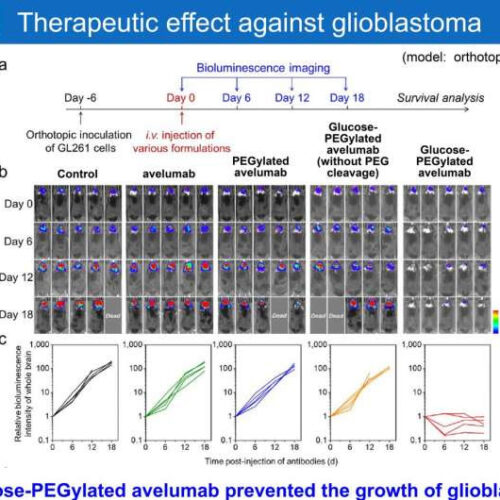 Antibody delivery technology empowers immunotherapy against glioblastoma and suppresses side effects