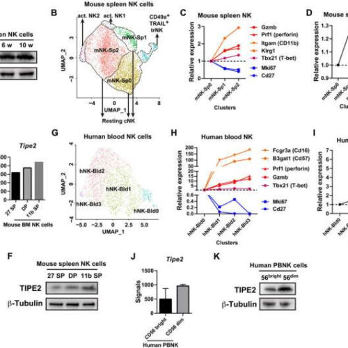 Novel checkpoint molecule of natural killer cell anti-tumor immunity revealed