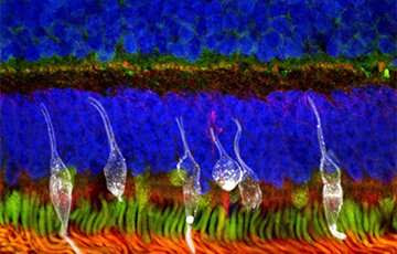 Developing treatment for vision loss through transplant of photoreceptor precursors