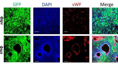 The immune system’s double agents