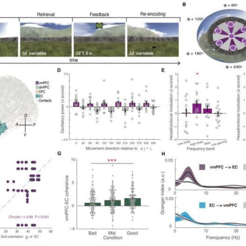 Certain brain rhythms coordinate cognitive map in human spatial navigation