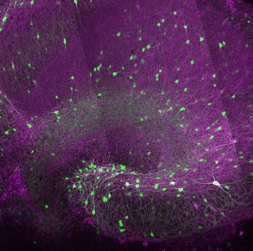 How cannabis-like substances keep the brain in balance