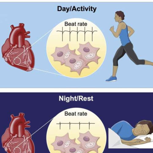 Scientists uncover a circadian rhythm in heart cells that affects their daily function