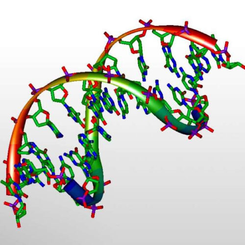 New gene-editing technique offers scientists ability to ‘turn on’ enzymes that cause DNA base mutations