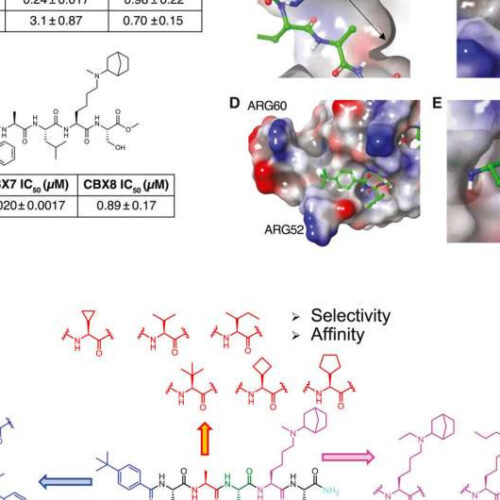 Drug-like molecule points to novel strategies for cancer therapy