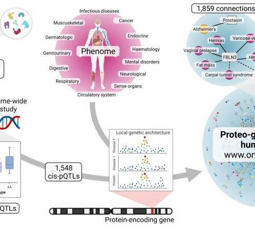 Connecting genes to diseases through proteins