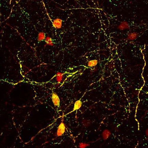 Researchers identify key brain circuit regulating cocaine addiction, relapse