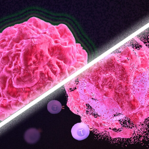 Wounded cancer cells supercharge immune system to destroy tumors