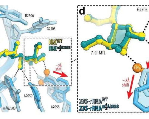 New ribosome-targeting antibiotic acts against drug-resistant bacteria