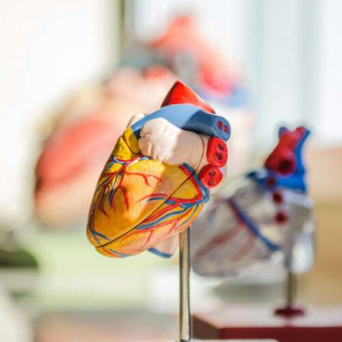 Protein involved in heart development boosts stem cell strategy for heart repair