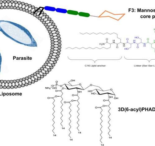 Broad-spectrum malaria vaccine developed