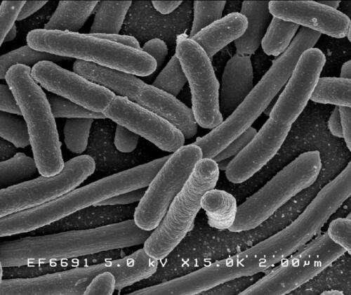 Lower antibiotic resistance in intestinal bacteria with forgotten antibiotic