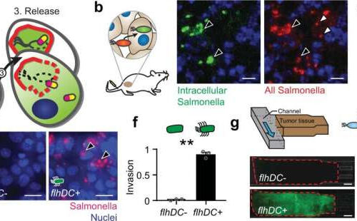 Nontoxic drug delivery system could lead to effective therapies for currently untreatable cancers