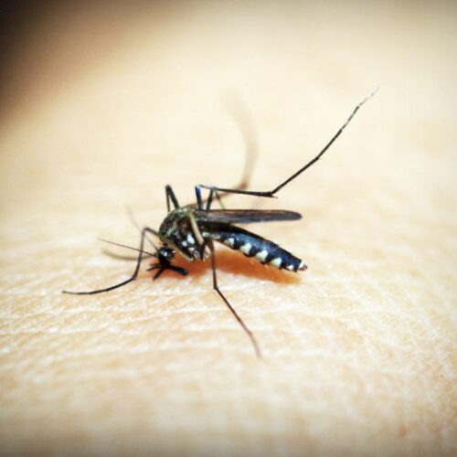 Future malaria vaccine could come from Seattle studies
